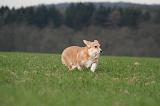 CORGI PEMBROKE 1460